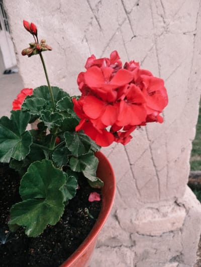 A red geranium plant in a terra cotta pot sits next to a light-colored, textured pillar. The plant has vibrant red flowers and dark green leaves. The background shows a blurred outdoor environment with what appears to be a building and grass. The scene is likely located in Nimoreni, Moldova, given the context provided. The lighting suggests it is daytime, possibly overcast, as there are no strong shadows.