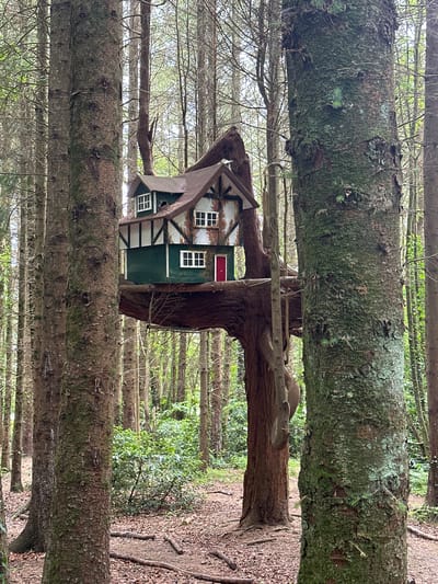 This is a full-frame, eye-level, outdoor shot of a miniature, decorative treehouse nestled amongst tall trees in a forest setting. The treehouse, resembling a small, two-story cottage, is painted green and white with a dark brown roof. It features visible windows with white frames and a small red door on the lower level. The structure is supported by a thick tree trunk that has been shaped to hold the house. The surrounding environment is a dense forest with numerous tall, slender trees. The ground is covered with fallen leaves and branches. The lighting suggests it is daytime, with soft light filtering through the tree canopy. The location is the Castlecomer Discovery Park, County Kilkenny, Ireland, where this whimsical structure is a popular attraction. There are no people or animals visible in the frame.