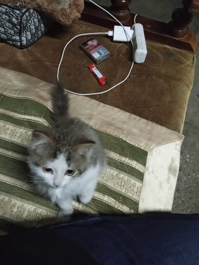 A fluffy, grey and white kitten with large, dark eyes is positioned in the foreground, looking down and slightly to its right. It is sitting on a beige and green striped fabric. To the upper right of the kitten, on a brown textured surface, are various objects including a pack of cigarettes, a lighter, a white charging brick, and a white cable. In the background, a portion of a dark brown wooden furniture piece is visible. The overall setting appears to be indoors, possibly on a couch or upholstered chair. There is no visible indication of the city of Urus-Martan, Russia in the image.