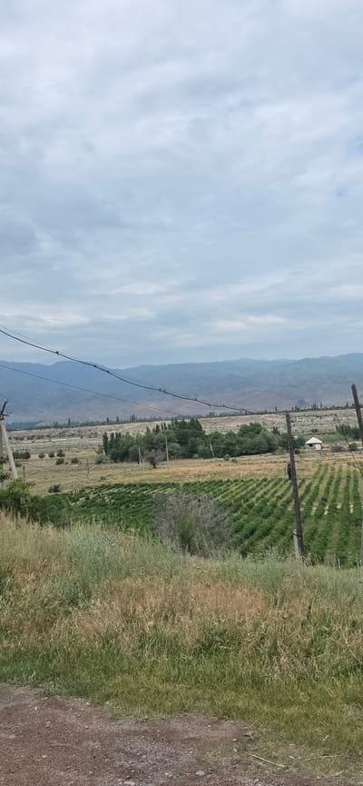 A wide-angle, vertical photograph captures a rural landscape under a cloudy sky. In the foreground, a rough, gravelly dirt road borders a dense patch of tall, dry grass and green vegetation. Beyond this, neat rows of green crops stretch across a field, suggesting agriculture. To the right of the field, wooden utility poles with overhead wires are visible, along with a small, white building nestled amongst trees in the distance. The middle ground features more scattered trees and arid-looking fields. The background is dominated by rolling, muted blue mountains under a heavily overcast sky, creating a sense of depth and distance. The overall scene depicts a remote, agricultural area, likely within the region of Sasyk-Bulak, Kyrgyzstan.