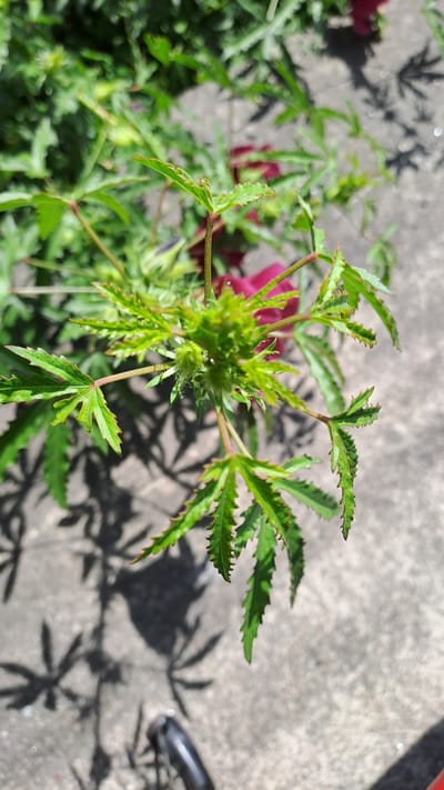 In Kruengjuli Timu, Indonesia, a close-up shot focuses on the vibrant green leaves and developing buds of a plant, possibly a decorative shrub or a flowering plant, set against a textured concrete surface. The sunlight casts sharp, star-shaped shadows of the leaves onto the ground, highlighting the intricate details of the foliage. The plant exhibits deeply serrated leaves with pointed tips, and some reddish-purple petals are visible in the background, suggesting the presence of flowers. The concrete area appears to be outdoors, possibly a pathway or courtyard. No people are visible in the frame.