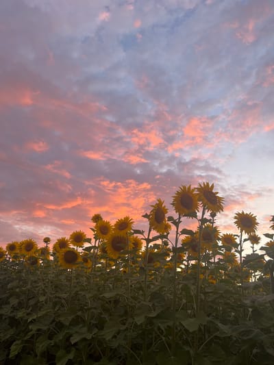 This image depicts a low-angle view of a sunflower field at dusk in Pivniceni, Moldova. The sky is filled with scattered clouds tinged with pink and orange hues from the setting sun. Numerous tall sunflowers, their yellow petals open, are visible against the twilight sky. The foreground is dominated by the dense green foliage and thick stalks of the sunflowers, obscuring the ground. No people or animals are present in the scene.
