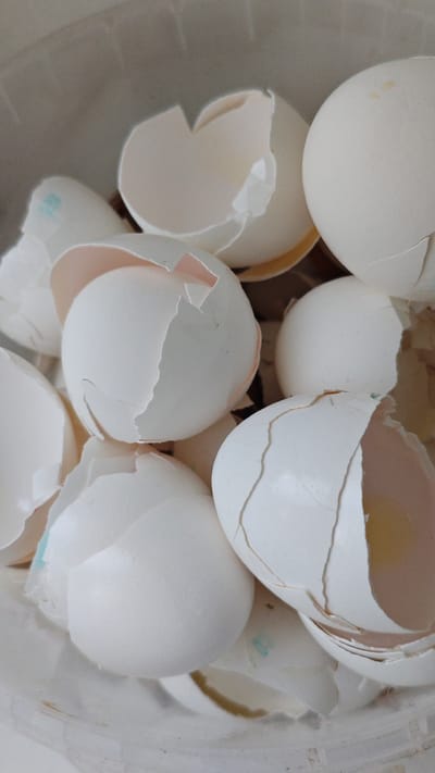 The image shows a close-up, overhead view of a pile of white eggshells in a light-colored container. The eggshells are broken and scattered, with some still partially intact, revealing the inside of the shells. A few of the shells have small, faint blue markings on them, possibly from ink stamps. The lighting suggests it's daytime, but there are no external environmental cues to determine the specific time or weather. The setting appears to be domestic, possibly a kitchen or a place where food is prepared, given the presence of eggshells. No people are visible in the image. The focus is solely on the eggshells, highlighting their texture and fractured forms. There is no discernible text within the image.
