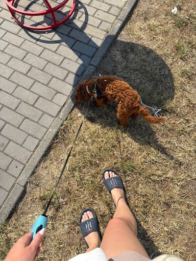 The image shows a first-person view of a person holding a retractable dog leash with a turquoise handle. The leash is attached to a small, curly-haired brown dog that is sniffing the dry grass. The dog is wearing a blue collar with a yellow tag. The person is wearing dark slides with a colorful logo and has light-skinned legs. The environment appears to be a park or an outdoor area with a paved walkway made of rectangular gray bricks and a patch of dry, sparse grass. A shadow from a red, circular metal object, possibly part of a playground or a bike rack, is cast on the pavement. The scene is outdoors in daylight, with the sun casting strong shadows. The location is identified as Kulata, Bulgaria.