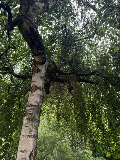 This media file is a photograph taken from a low angle, looking upwards into the canopy of a birch tree. The subjects are the tree itself, with its distinctive white and dark bark, and the surrounding green leaves and branches. There are no people or distinct objects visible. The scene is a natural setting, likely a forest or park, with the foliage filling most of the frame.
The activity is passive observation of the tree and its environment. There is no discernible event taking place. Notable details include the texture of the bark, which is peeling and marked with dark patches, and the dappled sunlight filtering through the leaves, suggesting a daytime setting, likely with bright, possibly overcast, conditions. The light suggests it is not dawn or dusk. The foliage is dense and vibrant green, indicating it is likely summer or late spring.
The location context provided is "Звенигорье Кп, Russia". There is no visible text within the image itself. The overall emotion conveyed is one of natural serenity and the peacefulness of being under a tree. The composition emphasizes the structure of the tree and the abundance of leaves.