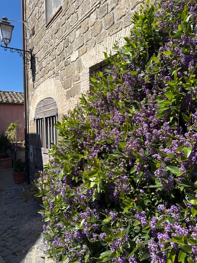 The image shows an upward-angled view of a building and lush vegetation in Castelnuovo di Porto, Italy. The left side of the frame features a stone building with arched windows, one partially covered by wooden slats. A black metal lamppost extends from the wall. The top and right of the image are dominated by a sprawling plant with green leaves and clusters of purple flowers. Below, there is a glimpse of terracotta pots and more greenery on the ground. The sky is visible in the lower left corner, indicating a bright, sunny day. The overall impression is one of a historic building enveloped in nature.