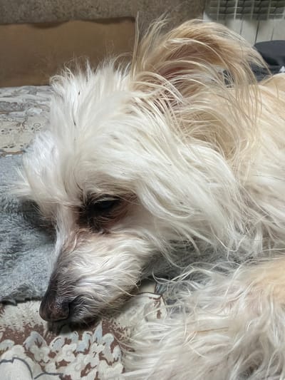 A dog with light-colored, shaggy fur is lying down on a patterned blanket, with its head resting on a gray cloth. The dog's eyes are partially closed, and its nose appears to be wet. The background is blurred, showing a wall with some vertical blinds or radiator. There are no people visible in the image. The location is not specified within the image itself.
