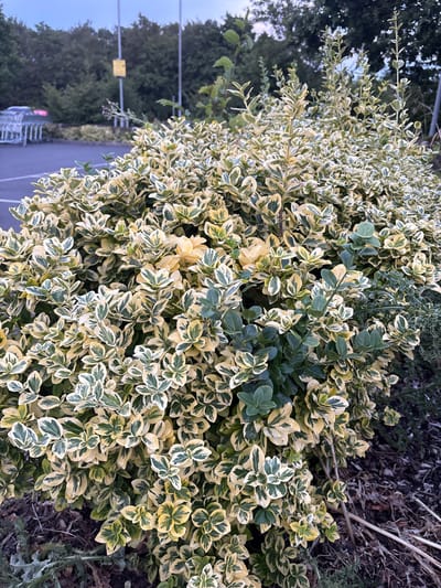 The image shows a close-up of a variegated shrub with green and yellow leaves. The shrub is dense and bushy, with many small, oval-shaped leaves. The leaves are arranged in an alternate pattern along the stems, and some of the stems are visible. The background is blurred and out of focus, but appears to be a parking lot with trees and a fence. The lighting suggests it is either dawn or dusk. The specific location is the parking lot of a supermarket in Chelmsford, United Kingdom.