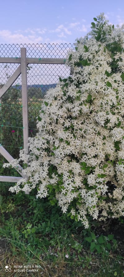 In Mliiv, Ukraine, a dense cluster of white star-shaped flowers with green leaves dominates the foreground of the image. The flowers are so abundant that they obscure much of the background. To the left of the flowers, a chain-link fence is visible, supported by light-colored wooden posts and struts. Beyond the fence, a green mesh netting is attached, and further in the distance, a blurred landscape of rolling hills with patches of green and brown vegetation is discernible. The sky above is a pale blue with scattered white clouds. The lower edge of the image shows green grass and some fallen white petals. The bottom left corner of the image contains a watermark reading "REDMI NOTE 9 PRO AI QUAD CAMERA".