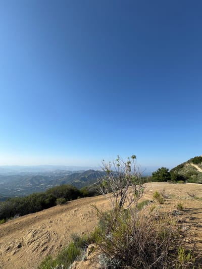 The image depicts a wide panoramic view from a hilltop in the Unincorporated Santa Monica Mountains, United States of America, under a clear, cloudless blue sky. The foreground features dry, light brown soil with visible texture from erosion or foot traffic. In the immediate right foreground, a cluster of sparse, mostly deciduous shrubs with some green foliage is present, accompanied by a taller, thin shrub-like tree behind it. A dirt trail or path is visible winding upwards on a distant hill in the upper right. The midground and background on the left display undulating green hills densely covered with vegetation, interspersed with distant residential areas and structures. A slight atmospheric haze is visible on the horizon, obscuring the most distant terrain. No people, animals, or specific man-made objects are discernible in the scene.