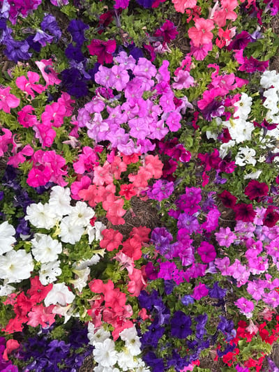 The image displays a dense patch of petunias in various colors including white, pink, purple, red and blue. The flowers are in full bloom, creating a vibrant floral carpet. Green foliage fills the spaces between the blooms. This scene is likely located in Camarillo, California, United States of America. There are no people or interactions visible in the image.