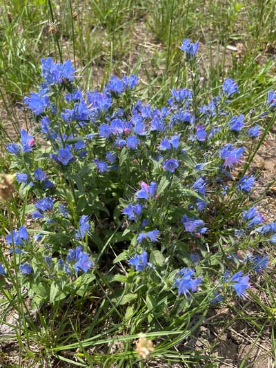 In Chegem, Russia, a cluster of vibrant blue viper's bugloss flowers (Echium vulgare) are in full bloom, set against a backdrop of dry earth and green grass. The flowers are densely packed, with numerous small, trumpet-shaped blooms in various stages of opening. Many of the blossoms reveal their delicate pink stamens, which extend outwards from the petals. The stems of the plants are covered in fine hairs, typical of the species. The surrounding environment appears to be a natural or semi-wild area, characterized by sparse vegetation and patches of exposed soil. The lighting suggests a sunny day, casting subtle shadows amongst the flowers. There are no people or animals visible in the frame.