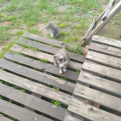 Two domestic cats are present in an outdoor environment. One cat, a gray tabby with white markings, is standing on wooden planks, looking down. The second cat, also gray, is sitting on grass to the left, appearing to groom itself. The environment consists of grass and dirt, with several wooden planks arranged in a pattern, possibly a pallet or makeshift seating area. A wooden structure, possibly a ramp or ladder, is visible in the background. The scene appears to be a backyard or undeveloped area, consistent with a rural or semi-rural setting. No specific landmarks in Borzya, Russia are discernible in the image.