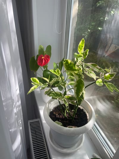 The image shows two potted plants on a windowsill, with a white curtain to the left and a window showing greenery outside. The plant in the foreground is in a white pot and has variegated green and white leaves with pinkish edges. The plant behind it has dark green heart-shaped leaves and a single red spathe with a yellow spadix, characteristic of an Anthurium. Sunlight streams through the window, casting shadows from the curtain onto the wall and the windowsill. A white radiator is visible below the windowsill. The setting appears to be an indoor space with a view of an outdoor natural environment, possibly a garden. There are no people or animals present in the image. The scene is a still life composition focused on the plants and their environment.