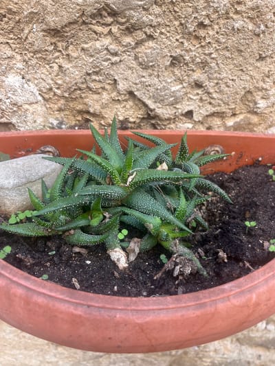 The image shows a close-up view of a potted succulent plant, likely a Haworthia, situated against a textured stone wall. The plant has thick, green, triangular leaves covered in small white spots. It is planted in a reddish-brown plastic pot filled with dark soil. Several small, light green sprouts are visible around the base of the succulent. A smooth, grey rock is partially embedded in the soil on the left side of the pot. The stone wall behind the pot is rough and uneven, with variations in color from light beige to darker brown. The overall scene is outdoors, suggesting a garden or patio setting. The location is identified as Vallo della Lucania, Italy. There are no people or animals visible in the image.