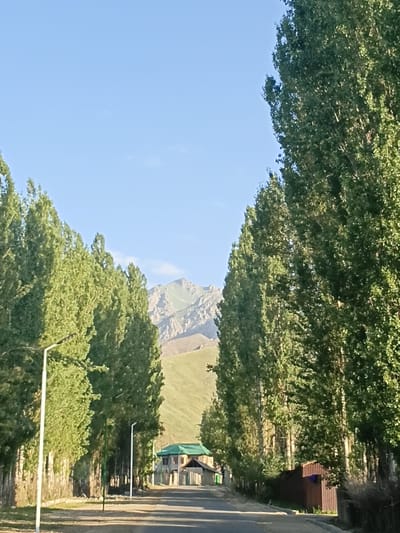 The image depicts a road lined with tall green trees, suggesting a park or a tree-lined avenue in a rural or semi-rural setting. The road itself is paved and appears to be a two-lane street. On the left side of the road, there is a street lamp. Further down the road, on the right, a building with a green roof is visible, along with a wooden fence. In the background, rolling hills and a rugged mountain range are present, indicating a location with mountainous terrain. The sky is clear and blue. The overall scene suggests a pleasant, possibly tranquil, outdoor environment.