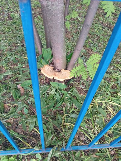 The image shows a tree trunk with a shelf fungus growing from its base. The tree is surrounded by green foliage and dry leaves on the ground. A blue metal fence partially obscures the view of the tree and its surroundings. The scene appears to be in an outdoor, natural setting, possibly a park or a yard. The location is identified as Tolbazy, Russia. There are no people or animals visible in the image, and no specific actions or interactions are depicted. The focus is on the natural elements and the man-made fence.
