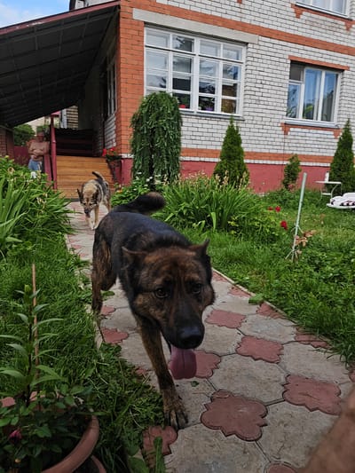 This image depicts two dogs walking on a paved pathway in front of a brick building. The building, located in Rodniki, Russia, features white brick with red trim and several windows. A person, partially obscured by the foreground, is visible on the steps leading up to the building. The pathway is made of concrete pavers with red accents. Lush green grass and various plants surround the pathway and the building. One dog is in the foreground, facing the camera, while the other dog walks further up the path. The scene appears to be an outdoor residential setting.