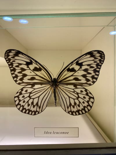 A photograph depicts a preserved specimen of the butterfly *Idea leuconoe* (Paper Kite Butterfly) pinned within a glass-fronted display case. The butterfly is centrally positioned with its wings spread, showcasing a black and white pattern. A small label bearing the butterfly's scientific name, "Idea leuconoe," is affixed inside the case to the right of the specimen. The case appears to be part of an exhibition or collection. The photograph was taken in Konya, Turkey, possibly at the Konya Tropical Butterfly Garden, based on the nature of the exhibit. The environment surrounding the butterfly suggests a museum or similar setting.