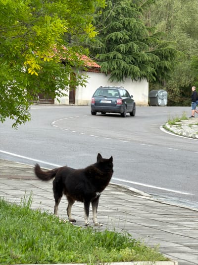 The image depicts a scene in Sarantsi, Bulgaria. A dark-colored dog stands on a sidewalk with grass growing along the edge. A paved road curves behind the dog, and a dark grey car is parked on the road. A trash bin is situated along the roadside further up the curve. A person is walking on the left side of the road in the distance. Trees and a building with a red roof are also visible. The background is filled with dense greenery.