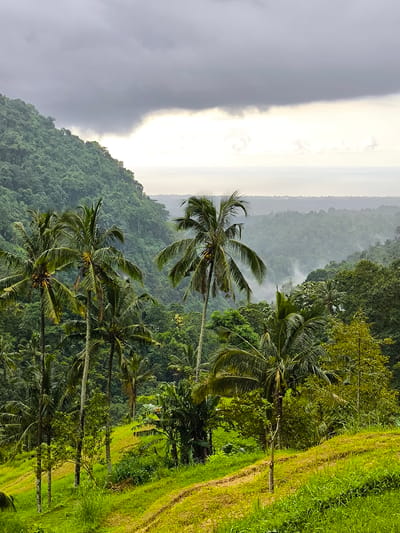 The image captures a lush landscape in Sekumpul, Indonesia. The scene is dominated by a dense tropical rainforest with numerous tall palm trees scattered throughout. A hill covered in dense green vegetation rises to the left, contrasting with the horizon in the background. The sky is overcast with heavy grey clouds, suggesting recent or impending rain. Patches of mist or fog are visible in the valley, partially obscuring the forest floor. The foreground features terraced rice paddies with vibrant green vegetation, providing a pathway that adds depth to the image.
