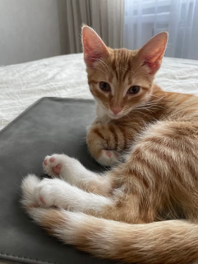 A ginger kitten with white paws and tail is lying on a textured grey surface in front of a white bed. The kitten is curled up, with its front paws tucked beneath its chest. Its ears are perked, and its eyes are open, looking towards the viewer. The background consists of a white bed with a textured comforter and a sheer curtained window. The lighting is soft and natural, suggesting an indoor setting during the daytime. The scene does not depict anything that would indicate a specific location in Babyakovo, Russia.
