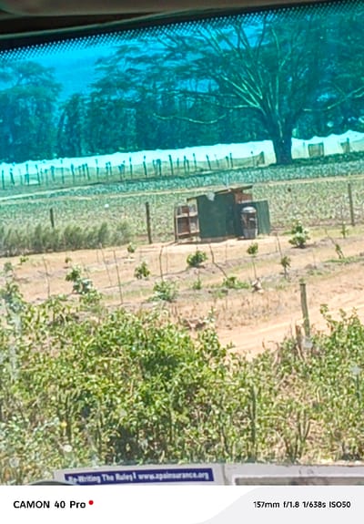 The image displays an exterior scene in Viwandani ward, Kenya, viewed through a vehicle's tinted windshield. The upper portion of the frame exhibits a distinct blue-green tint characteristic of vehicle glass, with a dotted frit pattern visible along the top edge.
In the immediate foreground, a white horizontal surface with blue text is visible, reading "Re-Writing The Rules | www.apainsurance.org". Above this, a dense patch of bright green leafy vegetation occupies the lower-left to mid-bottom area, partially obscuring the view. A single weathered wooden fence post is visible on the right foreground.
The midground features an unpaved dirt path or road traversing horizontally from left to right. Beyond this path, a dry, light brown expanse of earth extends, sparsely populated with small green plants, possibly crops, some supported by thin vertical stakes and wires forming a rudimentary fence.
Further into the midground, slightly off-center to the right, a small, dark green, box-like structure with a sloped brown roof stands. This appears to be a makeshift shed or utility enclosure. To its immediate left is a wooden frame, and to its right, a cylindrical object, possibly a barrel or drum.
The background reveals a line of lighter-colored fencing, possibly netting, supported by numerous thin vertical posts. Behind this barrier, a dense line of trees forms a natural backdrop, with a prominent, large deciduous tree, characterized by its wide canopy and visible branches, standing out against the general foliage. No individuals are visible within the scene. The overall environment suggests an arid or semi-arid agricultural landscape under bright daylight conditions.