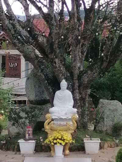 A white Buddha statue sits on a golden pedestal in front of a large, gnarled tree. The Buddha is seated with its legs crossed and hands resting in its lap. Yellow flowers in a white pot are placed in front of the pedestal. To the left of the Buddha statue, a clear glass jar with a red lid contains what appears to be religious items, placed in a white pot. Behind the statue, large grey boulders are visible. The scene appears to be outdoors, with lush greenery and a building with signage that reads "Mer" visible in the background. The location is the Merperle Dalat Hotel in Da Lat, Vietnam, known for its tranquil atmosphere and gardens.