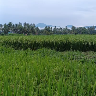 The image shows a field of green rice paddy in the countryside of Arjasa, Indonesia, located at coordinates -7.772 latitude and 114.138 longitude. The paddy field is in the foreground, with a line of palm trees in the middle ground. The background features a hazy blue sky and low-lying hills in the distance.  The grass in the field is lush and green, indicating that it has recently been watered and is growing well. The trees in the middle ground appear to be mature and healthy. The overall scene is peaceful and tranquil, showcasing the beauty of the Indonesian countryside.