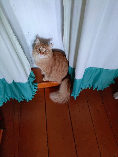 An orange tabby cat with fluffy fur is sitting on a wooden ledge, partially obscured by white curtains with a teal ruffled hem. The cat is looking towards the camera with wide, amber eyes. The background consists of a white wall and the curtains. The floor is made of dark brown wooden planks. The scene appears to be indoors.