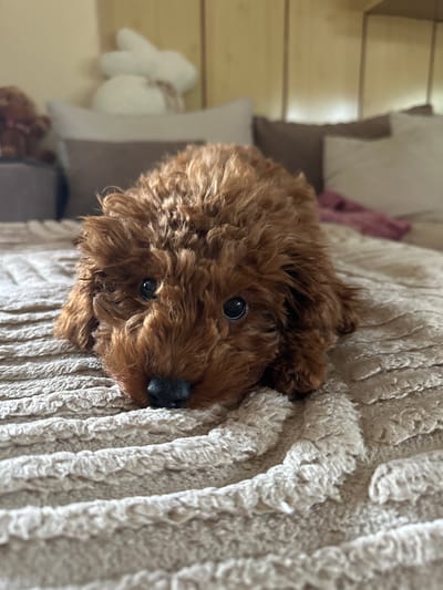 A close-up, vertically oriented photograph features a small, brown, curly-haired dog, resembling a Poodle or Doodle puppy, lying on a textured, light beige blanket. The dog's head occupies the central and left-hand portion of the frame, gazing directly at the viewer with large, dark, expressive eyes and a small, black nose. Its fur is a warm, rich brown, appearing soft and densely curled.
The dog is resting on a plush, ridged blanket or throw, which extends across the right side of the image and beneath the dog. The blanket's prominent texture shows thick, wavy or cable-knit patterns. In the blurred background, to the left and below the dog's head, are light-colored wooden surfaces, likely floorboards or stair treads. Further back and more indistinct are soft furnishings, including pillows or cushions in off-white and grey tones, along with a hint of purple or pink fabric. Towards the very bottom left corner, a blurred white, fluffy object, possibly a toy, and a small, brown, teddy bear-like item are faintly visible.
The lighting is soft and diffused, indicating an indoor setting during the daytime, creating a gentle and warm atmosphere without harsh shadows. The dog's expression appears curious and sweet. There is no visible text. The overall scene conveys a sense of comfort and coziness, focusing on the adorable puppy at rest. Location context: Rogozinovo, Bulgaria.