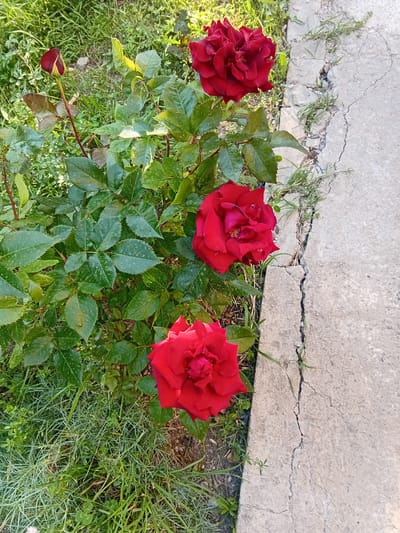 This image depicts a close-up view of a rose bush with several red roses. Three fully bloomed roses and one rosebud are visible. The roses are a deep red color with layered petals. The bush has lush green leaves with serrated edges. The plant is situated next to a cracked concrete surface, likely a pathway or sidewalk, with sparse grass and weeds growing in the cracks and surrounding area. The lighting suggests it is daytime, with sunlight casting shadows. The scene appears to be an outdoor setting, possibly a garden or yard. The image was taken in Karbi, Armenia.