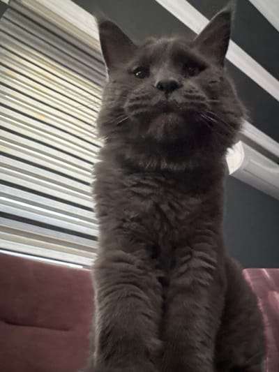 A dark grey cat with fluffy fur is captured in a low-angle, close-up shot. The cat is positioned in the foreground, looking directly at the camera with a neutral expression. Its body is mostly visible, from its head down to its paws, which are tucked beneath its chest. The cat appears to be sitting on a soft, reddish-pink surface, possibly a couch or chair.

Behind the cat, the background consists of horizontally striped blinds, with alternating light and dark bands creating a textured effect. To the right of the cat, a section of a wall with a black and white striped pattern is visible, and above this, a white horizontal fixture, possibly an air conditioning unit or a shelf. The lighting in the scene is somewhat dim, creating soft shadows and highlighting the cat's fur. The overall impression is a candid, indoor portrait of a domestic cat.

The image was taken in Gölbaşı, Turkey.