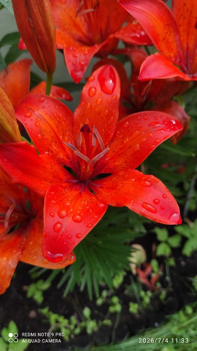 A close-up, eye-level, vertical shot captures several vibrant orange lily flowers adorned with water droplets. The foreground is dominated by a large, fully bloomed lily with its petals spread wide, revealing its stamen and pistil. Smaller, partially opened buds and other blooms are visible in the background, adding depth to the composition. The flowers are situated amongst lush green foliage and dark soil, suggesting an outdoor garden setting. The bottom right corner of the image contains a timestamp "2026/7/4 11:33" and the text "REDMI NOTE 9 PRO AI QUAD CAMERA". There are no people present in the image. The scene is a natural outdoor environment, likely a garden in Ülgase, Estonia, after a rainfall.