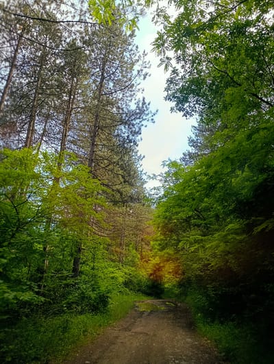 A dirt path winds through a dense forest of tall, slender pine trees on the left and lush green deciduous trees on the right. The path is wet and shows evidence of recent rainfall, with puddles visible. Sunlight filters through the canopy, creating dappled light and shadows on the path and surrounding foliage. The overall impression is one of a natural, serene forest environment, possibly located near the town of Nevestino, Bulgaria, given the context provided. There are no people or animals visible in the image.