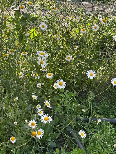 This is a close-up, high-angle, vertical, outdoor shot of a patch of daisies growing next to a chain-link fence and some green foliage. The daisies are the primary subject, with many white-petaled flowers with yellow centers scattered throughout the frame. Some of the flowers are in full bloom, while others are closed or appear wilted. The chain-link fence is visible on the left side of the image, with some of the daisies growing through or around it. The background consists of green grass and other vegetation, with some areas appearing sunlit and others in shadow, suggesting it is daytime with some direct sunlight. The overall impression is a natural, slightly overgrown garden or field. There are no people or animals visible in the image. The location context of Mikhaylovka, Kyrgyzstan, suggests a rural or semi-rural setting. There is no visible text in the image.