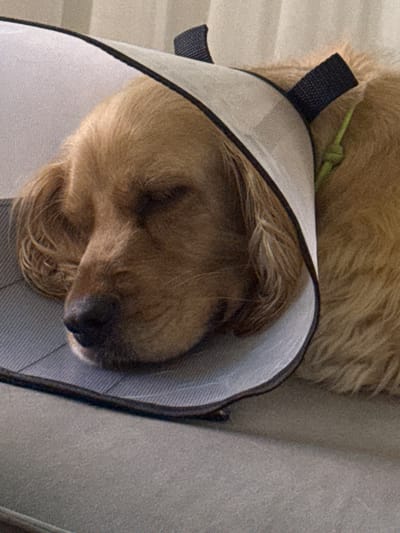 The image shows a close-up of a golden-colored dog wearing an Elizabethan collar, also known as a cone. The dog is lying down, with its eyes closed, appearing to be asleep or resting. The collar is white with black trim and secured with a green string. The dog's fur is visible around the collar and on its body. The background appears to be a soft, textured surface, possibly a couch or cushion, in a neutral tone. The lighting suggests an indoor setting. There is no identifiable information within the image to suggest a location in the city of Kuyuki, Russia.