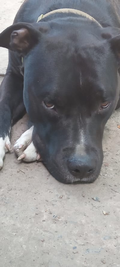 A close-up, eye-level shot shows a black dog with brown eyes lying on its side on a concrete surface. The dog's head is resting on its front paws, which are crossed. The dog is wearing a light-colored collar. The concrete surface appears weathered and has some small debris scattered across it. The background is out of focus, but appears to be a blurred outdoor environment. The image is well-lit, with natural light illuminating the dog's fur. The scene is devoid of any human presence or activity. The dog's expression is calm and relaxed.
