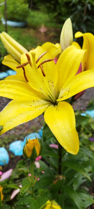 The image is a close-up, vertical shot of a vibrant yellow lily in what appears to be a garden setting. The lily's petals are large and prominent, some unfurling while others are still forming into buds. Small water droplets are visible on the petals, suggesting recent rain or dew. The flower's stamens, tipped with brown anthers, are clearly visible at its center. In the foreground, a small, tightly closed yellow bud with green sepals sits on a green stem, also showing water droplets. The background is blurred, showing lush green foliage and hints of blue and pink decorative elements on the ground. There are no people or animals present in the image. The image appears to have been taken in the vicinity of Азгінавіцкі сельскі Савет, Belarus, based on the context provided.