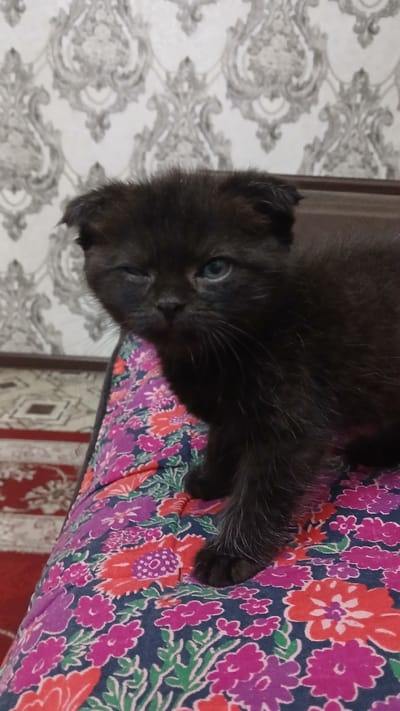 An extreme close-up shot focuses on a black kitten with one eye closed, winking, as it sits on a colorful floral-patterned surface. The kitten's fur is dark and slightly fluffy, and its ears are folded inwards, characteristic of a Scottish Fold breed. The background features patterned wallpaper with grey and white motifs, and a hint of a red carpet is visible at the bottom left. The lighting appears to be indoor, casting a soft glow on the kitten. The scene suggests a domestic setting, potentially within a home in Kokand City, Uzbekistan.