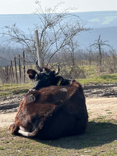 A dark brown bovine is resting, curled up on patchy green grass and dirt, facing left. The animal exhibits short, curved horns, dark fur with some lighter brown highlights, and a visible yellow ear tag on its left ear. Its tail is curled around its hindquarters. To the right of the bovine, the ground transitions to a dirt path with tire tracks. The midground features sparse, bare deciduous trees and shrubs, suggesting late winter or early spring conditions. A rustic fence composed of vertical posts and wire runs across the left midground, and a single light-colored vertical post stands further back. The distant background reveals rolling hills and mountains under a bright, hazy sky. The scene is illuminated by direct sunlight, casting a shadow from the bovine onto the grass. The location is a rural area near Zdravets, Bulgaria.