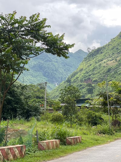 In the city of Cán Tỷ Commune, Vietnam, a scenic landscape unfolds. A paved road curves into the foreground, bordered by vibrant green grass and two weathered, striped concrete barriers. Beyond this, a dense array of lush vegetation, including tall grasses and leafy trees, creates a verdant buffer. In the mid-ground, a building with a green roof is visible amidst the trees, alongside utility poles supporting electrical lines. Red flags flutter from a structure in the distance, adding a touch of color to the scene. The background is dominated by majestic, mist-shrouded mountains covered in dense, emerald-green foliage. The sky above is overcast, with soft, diffused light filtering through the clouds. A large tree with prominent branches and dark green leaves stands prominently on the left side of the frame, framing the expansive mountainous vista.