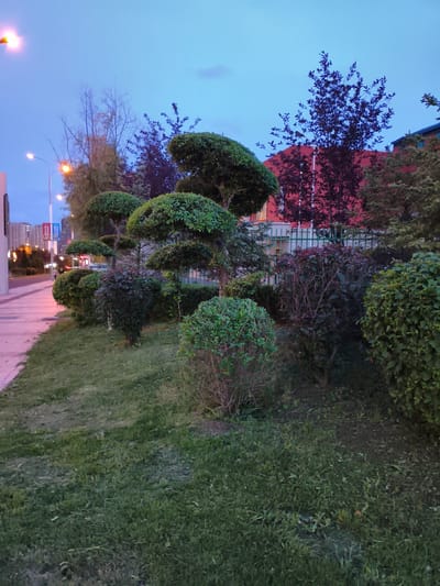 The image depicts a street scene in Jiguan District, China, during twilight. The foreground features a manicured lawn with several meticulously shaped topiaries and bushes. To the left, a paved walkway runs alongside the lawn, bordered by a street with lampposts. Beyond the walkway, a street with traffic and buildings is visible in the distance. The background is dominated by a red building and a fence, with several trees, some with dark foliage, interspersed throughout the scene. The sky is a pale blue, indicating the transition from day to night. There are no people or animals clearly visible in the image.