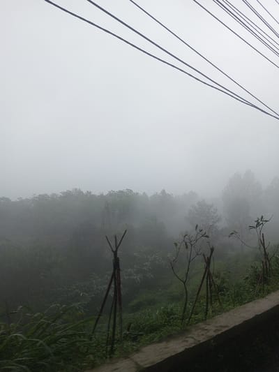 The image captures a misty, overcast landscape, likely taken from an elevated position looking down into a valley or hillside covered in dense vegetation. The upper third of the frame is dominated by a light gray to white sky, heavily obscured by thick fog or mist, rendering the horizon line completely invisible. The light is diffused, suggesting either early morning, late afternoon, or an entirely overcast day.
Running diagonally across the top right portion of the image are several dark, thin lines, likely power or telephone lines. These lines extend from the upper left corner downwards towards the right, creating a leading visual element in the otherwise soft sky. There are approximately five to seven distinct lines visible.
Below the sky, the midground is filled with a sea of lush green foliage, primarily trees and dense undergrowth. The fog plays a significant role here, creating layers of visual depth. Trees closer to the foreground exhibit more distinct shapes, revealing individual branches and clusters of leaves, though still softened by the atmospheric conditions. As the landscape recedes, the trees become increasingly indistinct, blending into the heavy mist, appearing as ghostly, darker green silhouettes against the lighter gray of the fog. The overall impression is one of a humid, possibly damp environment.
In the foreground, closer to the viewer, the vegetation is more sharply defined. Tall blades of grass and various plants with vibrant green hues grow abundantly. On the right side of the frame, a concrete barrier or wall runs horizontally along the bottom edge, suggesting a road, pathway, or overlook. Immediately above this barrier, several young trees or saplings are visible, each supported by tripod-like structures made of wooden poles tied together. These supports help prop up the slender saplings. A more prominent, standalone structure, resembling a large 'Y' or 'wishbone' shape, made from three wooden poles tied at the top, stands in the left foreground amidst the tall grass.
The color palette is dominated by various shades of green, ranging from dark, saturated tones in the foreground to lighter, muted greens swallowed by the fog in the background, contrasted with the pervasive grays and whites of the sky and mist. The dark lines and wooden structures provide sharper visual anchors within the soft, ethereal scene. The image evokes a serene and somewhat mysterious atmosphere, characteristic of a foggy day in a natural, overgrown area.