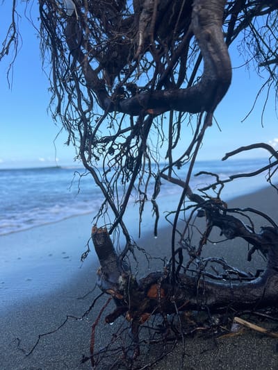 The image shows the exposed, dark, gnarled roots of a tree or large plant on a wet, dark sand beach. The roots are tangled and hanging, with some appearing to be broken off from a larger structure. The beach is adjacent to a calm, blue ocean with small waves reaching the shore. The sky above is clear and bright blue. The overall scene is natural and appears to be a section of the coastline in Shekvetili, Georgia, known for its unique black sand beaches. There are no people or man-made objects visible in the frame.