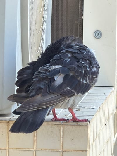 The image shows a pigeon preening its feathers on a ledge in Ashdod, Israel. The pigeon is dark gray and white with pink legs and feet. It is facing away from the camera, with its head tucked into its body. The ledge is made of concrete tiles and appears to be part of an outdoor structure, possibly a balcony or windowsill, with a building in the background. The environment is bright and sunny.