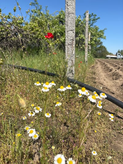 The scene captures a field in Yoakim Gruevo, Bulgaria, featuring a mix of wildflowers, including daisies and poppies, interspersed with grassy vegetation. A black irrigation pipe runs through the field, partially obscured by the vegetation. In the background, a dirt field is visible, with a white truck parked near the edge of the field. Concrete posts are visible near the left edge of the frame, possibly forming a boundary or support structure. The sky is blue, indicating clear weather.