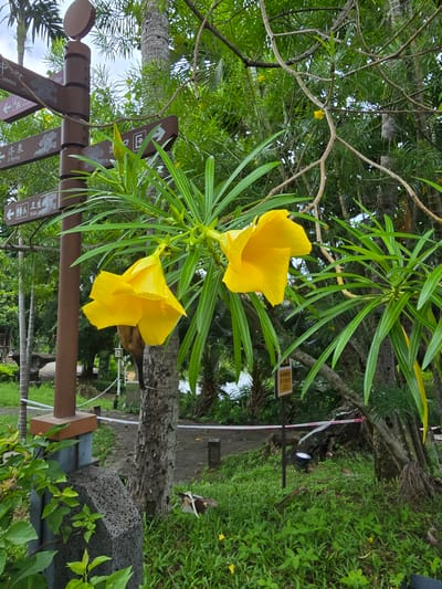 In the city of Qiongshan District, China, a clear shot captures a detailed close-up of yellow flowers against a backdrop of lush greenery and a directional signpost. The signpost, made of dark brown wood, displays multiple directional arrows with text in both Chinese and English, indicating "Centre," "Ji Spring," and "Toilet." The yellow flowers, with their trumpet-like petals, are in full bloom, cascading down from branches adorned with long, slender green leaves. The background reveals more trees, some with palm-like fronds, and a hint of water, suggesting a park or natural setting. The lighting suggests it is daytime, with diffused light filtering through the foliage. There are no people visible in the frame.