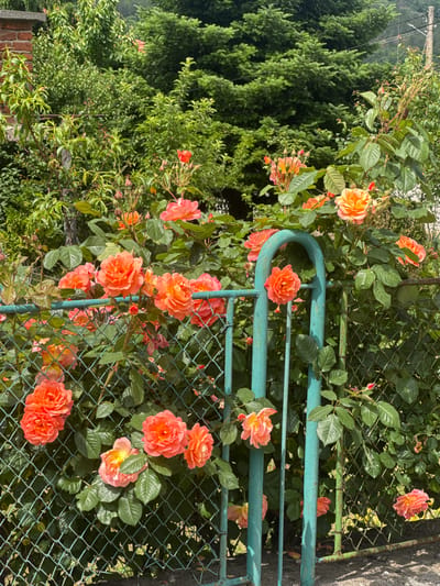 A lush rose bush with orange and pink blossoms grows against a weathered turquoise metal gate. The gate is made of wire mesh with a curved top rail and stands in front of a dense green background of trees and foliage. The image appears to be taken outdoors in natural light. Based on the city provided, Belovo, Bulgaria, the landscape suggests a residential or garden area.