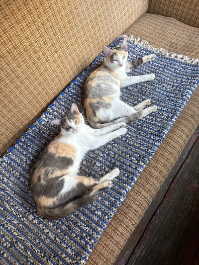 Two calico kittens are resting on a woven blue, grey, and white rug. The rug is placed on a textured brown sofa. One kitten is lying on its side with its head turned towards the camera, its paws extended. The other kitten is lying on its back, with its legs in the air and its head turned slightly away from the camera. The environment is indoors, suggesting a domestic setting. The location is specified as Асаново, Russia.